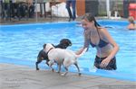 Honden zwemmen (17)